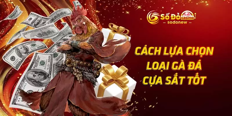 Cách lựa chọn loại gà đá cựa sắt tốt