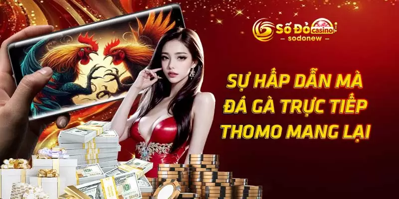 Sự hấp dẫn mà đá gà trực tiếp Thomo mang lại